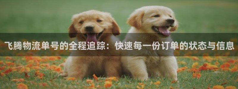 豪门国际加拿大：飞腾物流单号的全程追踪：快速每一份订单的状态